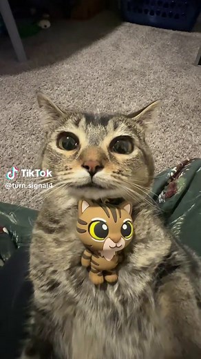 Cats and Their Turn Signal Behaviors