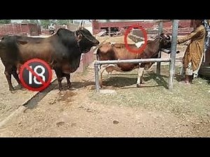 Cow mating| Cow and OX #cow #animals