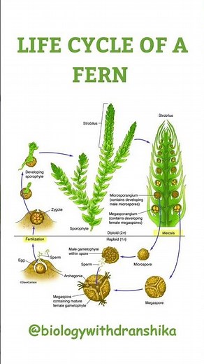 🌿 Unfolding the Journey of a Fern! #biology #fern #educationalvideo #botanylovers #plantanatomy
