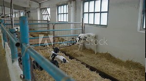 Multiple little domestic cattle cows animals farmed at the husbandry facility. Raising the little domestic cows for meat and dairy food production. Little domestic cows growing in the ranch shed.