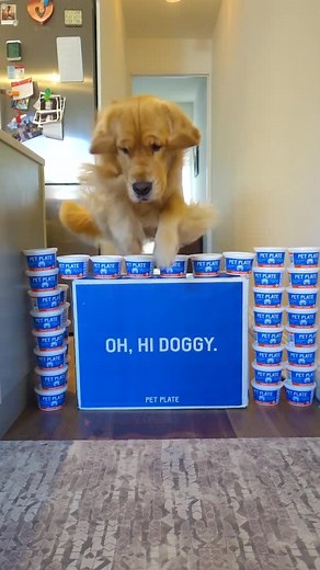 Dog Olympic High Jump Competition Highlights