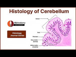 Diagram of Histology of Cerebellum: A step-by-step drawing guide