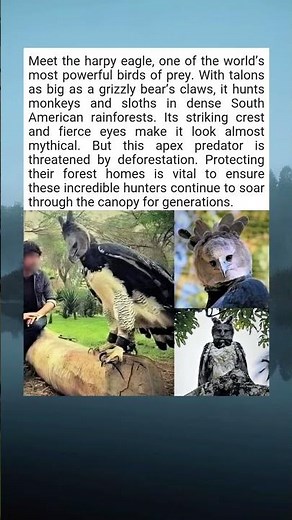Meet the Harpy Eagle: Apex Predator of the Amazon Rainforest