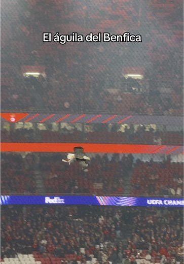 La Águila del Benfica: Un Símbolo en el Estadio