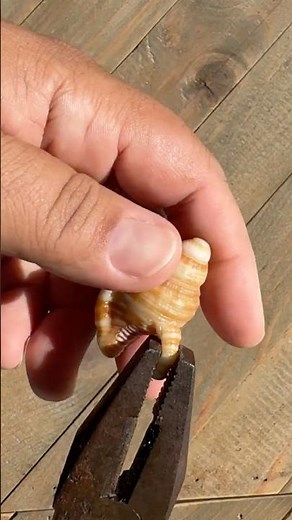 Hairy Triton Restoration 🐚 #shell #diy