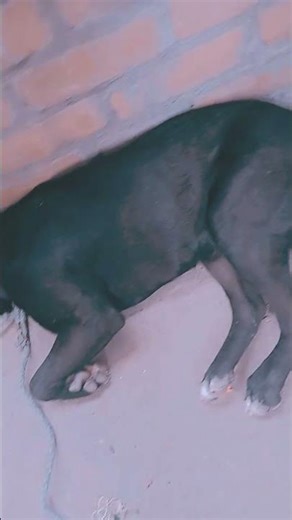 Video call ikon's subscript video call and subscribe