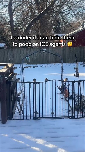 Training Crows to Remove Red Hats: A Unique Challenge