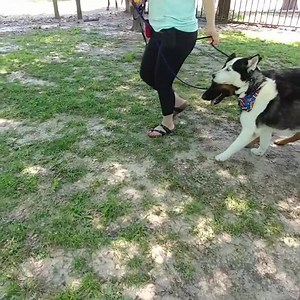 16 reactions | These pups don't horse  around, anymore! Before our...