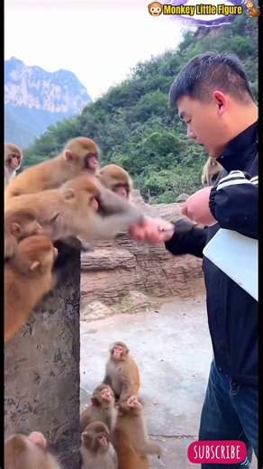 🤣🐒❤️😊