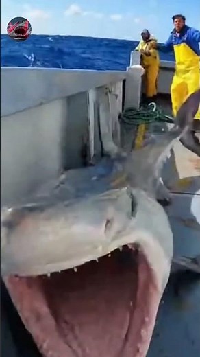 Terrifying Mako Shark Explosion From the Sea 😱 | Wild Ocean Footage