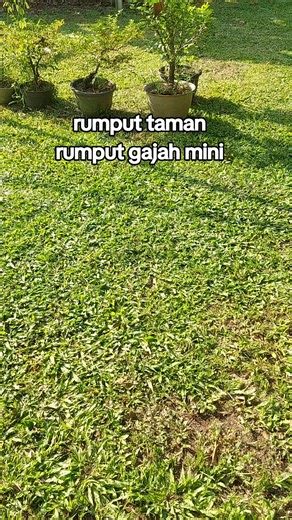 Rumput Gajah Mini untuk Taman: Perawatan & Tips Praktis