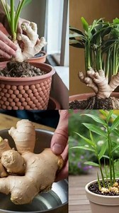How to Grow My Own Ginger Successfully with Simple Care | The Perfect Garden