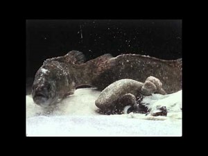 15. Life Cycle of a Parasitic Flatworm: Cryptocotyle lingua