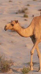 A camel is not just a beast of burden — it’s a living relic of survival, a creature sculpted by centuries of sandstorms, scorching heat, and endless horizons. With legs like stilts and feet that spread wide to walk on sand without sinking, camels are built for the unforgiving desert. Their humps aren’t filled with water, as many believe, but with fat — a reserve of energy that can sustain them for weeks. They can lose up to 25% of their body weight through dehydration and still keep going, somet