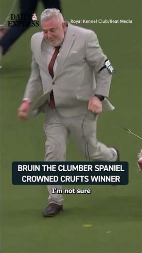 Bruin, the Clumber Spaniel, handled by Lee Cox, has been crowned the Best In Show at Crufts 2026 🐶