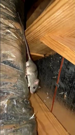 Rat in Attic