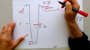 Cardiac Myocyte Action Potential - Physiology - Explanation