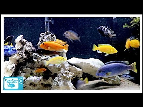 Fish Tank Showdown: 55 Gallon vs 75 Gallon - Which is Better?