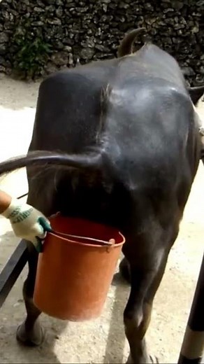 A video of a water buffalo pooping on Taketomi Island, Okinawa Prefecture 水牛 うんち【閲覧注意】