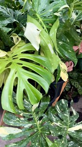 5.1K views · 2.3K reactions | 50% OFF Jumbo Thai constellations !!...