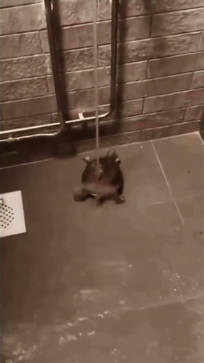 Ever seen a Dancing turtle? 😂#viral #funny #funnyanimals #funnyvideo #animals #shorts #turtle