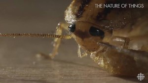 Great Wild Indoors – The German Cockroach