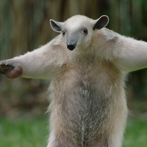 We have a new tamandua ambassador to go nuts over. Say hello to Mani. His name means "peanut" in Spanish. | San Diego Zoo