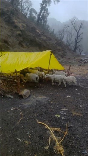 Sheep are jumping in the cold rain as they head back to their shelter. Going To Tant House