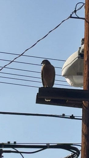Beautiful red-shouldered Hawk #raptor #birdwatching | David Raibon