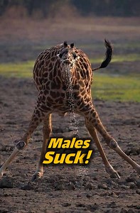 Male giraffes have it ROUGH! 🦒 From fighting like wrecking balls to drinking pee to check if a female is ready, their life is one big struggle! 😂 Watch this crazy reality! #Giraffes #WildlifeFacts | Animal Doozy
