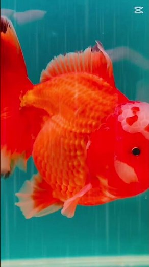 Relaxing Aquarium Music — Calming Sounds with Beautiful Red Goldfish 🐠✨