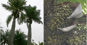 Corojo, un fruto cubano con muchas propiedades