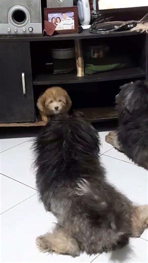 cute puppy playing with adult dogs. #shorts #cute #puppy #dog #shortvideo #subscribe