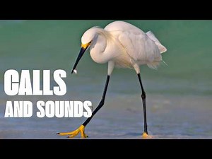 Snowy Egret Calls and Sounds - Identify by Listening