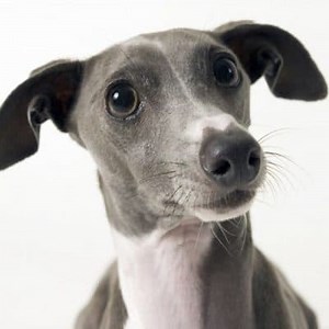 Dwarf or Italian Greyhound: Food, Care and More ▷➡️ Postposmo