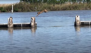 Bobcat Makes Effortless Jump Over The River | OutdoorHub