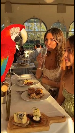 Will You Call 911 Please? #talkingparrot #usa #flirt #macaw | NextGen Miller