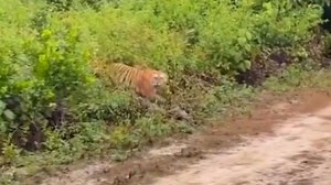 Tiger terrifies tourists on safari by charging at their jeep
