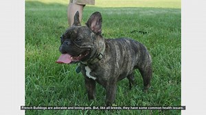 Caring for Your French Bulldog: Common Health Issues and Solutions