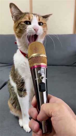Microphone Test! 🎤🤣 ‼️音量注意‼️ 麥克風測試之貓咪大吼 #shorts #癒し猫