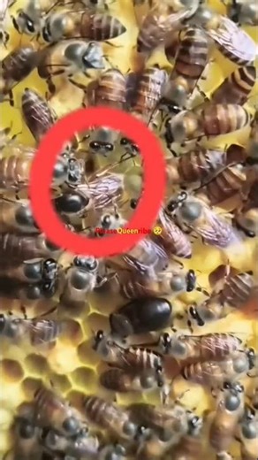 ರಾಣಿ ಹುಳ ಮೊಟ್ಟೆಯಿಡುವುದು ಹೇಗೆ?, queen bee laying eggs