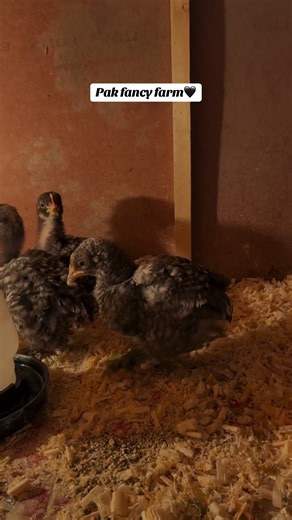 Coco Bantam Chicks: A Guide to Fancy Bantam Hens