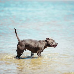 22K views · 63 reactions | 'Dogs can swim' is a common assumption....