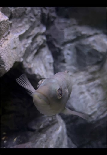 Fun Fact! Did you know that a wrasse changes colour! #lobstertok #lobster #cornwall #conservation #marinelife #padstow #wrasse #fyp
