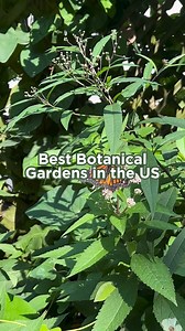 Take a walk on the wild side at these breathtaking botanical gardens in the US! From towering trees to vibrant flower displays, these gardens are a nature lover’s dream. 🌸🌳 Which one’s calling your name? Check out our full list at https://bit.ly/3VQpT8X #VisitUSAParks #botanicalgarden #hiddengems #familyadventures #roadtrip | Visit USA Parks