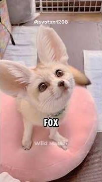 Fennec Fox: So Adorable! 🦊