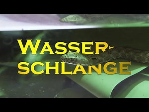 Nachzuchten und Schutz der Würfelnatter I Tiergarten Schönbrunn