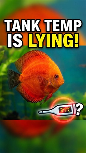 Why your tank temp is lying to you 🌡️ #aquarium #fish