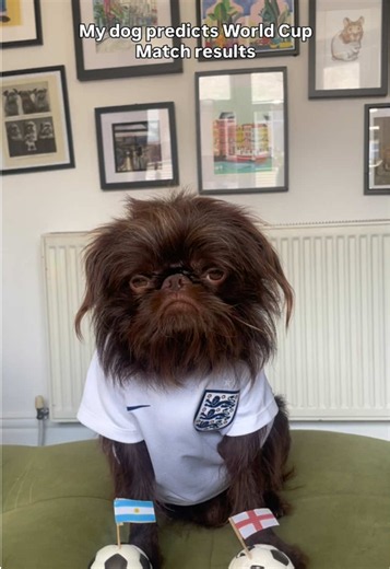 My dog predicts World Cup match results: The one you've all been waiting for; Argentina Vs England. The flag hairband is GONE this is serious business. #funnydog #worldcup2026 #worldcuppredictions #england #argentina