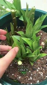 백합 관리 팁, 여러분의 가을 정원을 풍성하게! 🌼 좋아요와 댓글로 의견을 나눠요! #LilyCare #GardeningTips #가드닝 #백합 #가을꽃관리